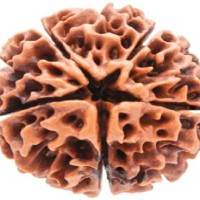 RUDRAKSHA